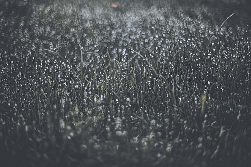 meadows of rit grass field la val